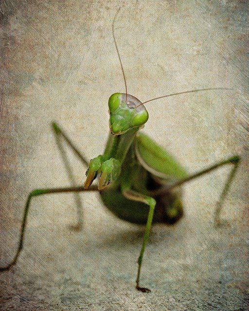 Kostenloser Download Mantis Insect Female - kostenloses Foto oder Bild zur Bearbeitung mit GIMP Online-Bildbearbeitung