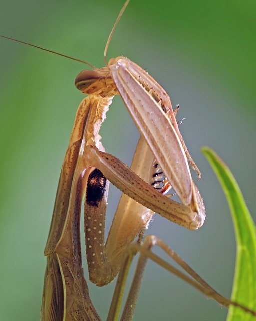 Descarga gratis mantis mantis religiosa insecto beige imagen gratis para editar con el editor de imágenes en línea gratuito GIMP