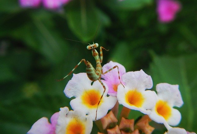 Muat turun percuma gambar percuma kung fu mantis religiosa serangga untuk diedit dengan editor imej dalam talian percuma GIMP