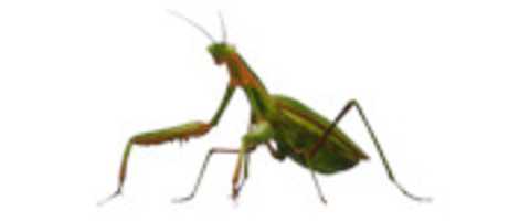 Free download mantis religiosa png by the goat 666 free photo or picture to be edited with GIMP online image editor