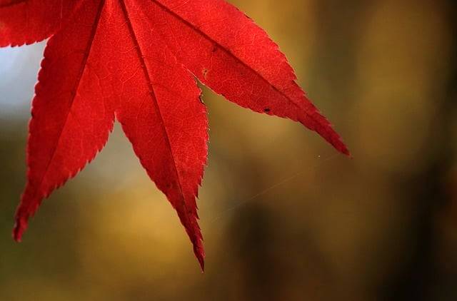 Muat turun percuma gambar percuma taman musim luruh daun maple untuk diedit dengan editor imej dalam talian percuma GIMP