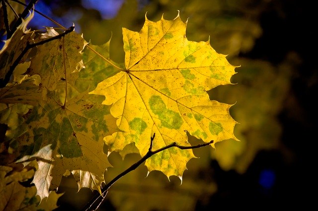 Free download maple leaf maple leaves fall free picture to be edited with GIMP free online image editor