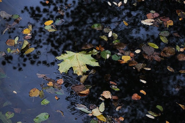 Free download maple leaf water fall autumn free picture to be edited with GIMP free online image editor