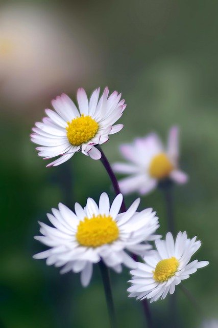 Free download margaret flowers plant common daisy free picture to be edited with GIMP free online image editor