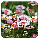 Marguerite Flowers  screen for extension Chrome web store in OffiDocs Chromium