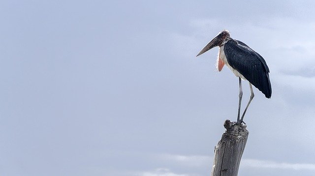 ດາວ​ໂຫຼດ​ຟຣີ Maribou Stork Nature - ຮູບ​ພາບ​ຟຣີ​ຫຼື​ຮູບ​ພາບ​ທີ່​ຈະ​ໄດ້​ຮັບ​ການ​ແກ້​ໄຂ​ກັບ GIMP ອອນ​ໄລ​ນ​໌​ບັນ​ນາ​ທິ​ການ​ຮູບ​ພາບ​