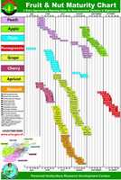 Free download Maturity Chart English Version free photo or picture to be edited with GIMP online image editor