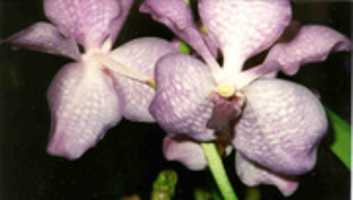 Free download Mauve Orchid free photo or picture to be edited with GIMP online image editor