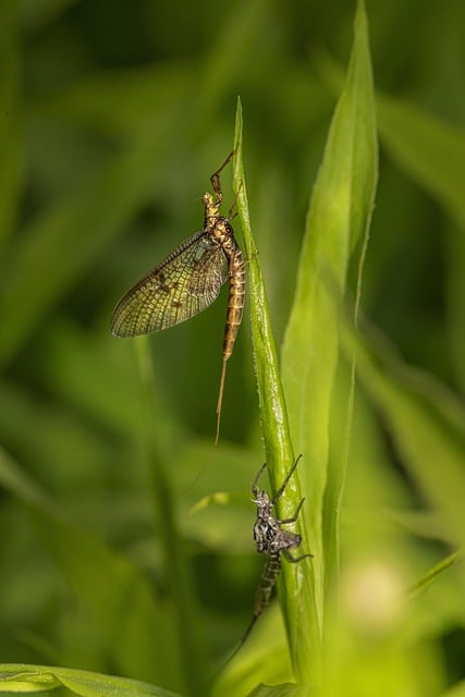 دانلود رایگان تصویر ماکرو رایگان گیاه mayfly fly برای ویرایش با ویرایشگر تصویر آنلاین رایگان GIMP