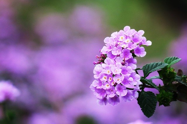 Безкоштовно завантажте безкоштовне зображення ma yingdan purple green flower для редагування за допомогою безкоштовного онлайн-редактора зображень GIMP