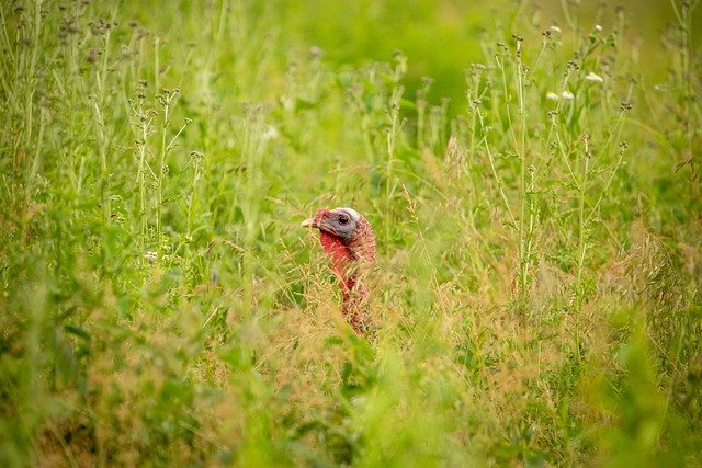 Free download meadow bird field turkey wildlife free picture to be edited with GIMP free online image editor