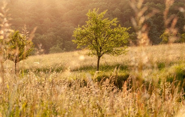 Free download meadow field sunset trees summer free picture to be edited with GIMP free online image editor