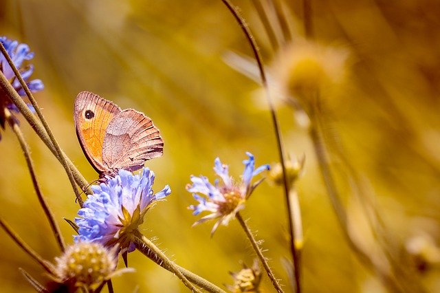 Free download meadow flower meadow natural meadow free picture to be edited with GIMP free online image editor