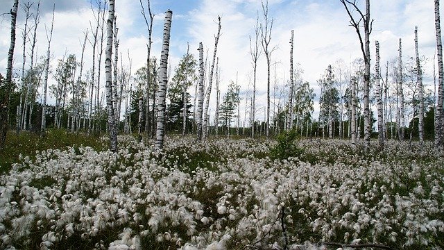 ดาวน์โหลด Meadow Forest Landscape Dead ฟรี - ภาพถ่ายหรือภาพฟรีที่จะแก้ไขด้วยโปรแกรมแก้ไขรูปภาพออนไลน์ GIMP