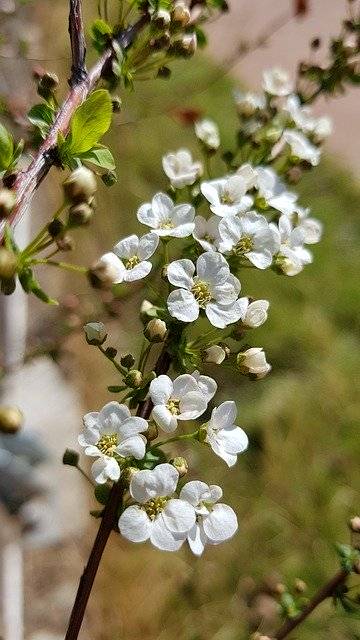 Kostenloser Download Meadowsweet Trees - kostenloses Foto oder Bild zur Bearbeitung mit GIMP Online-Bildbearbeitung