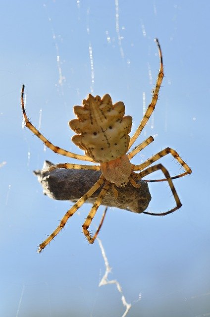 قم بتنزيل قالب صور مجاني من Meal Of The Spider Insect Arachnid لتحريره باستخدام محرر صور GIMP عبر الإنترنت