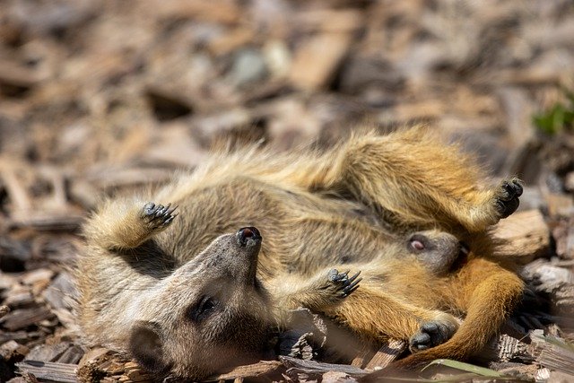 Free download meerkat animal mammal sleeping free picture to be edited with GIMP free online image editor