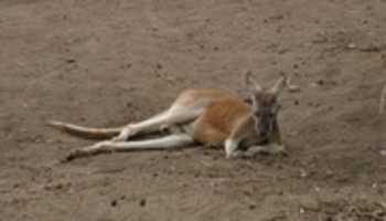 Free download Melbourne Zoo - Kangaroo free photo or picture to be edited with GIMP online image editor