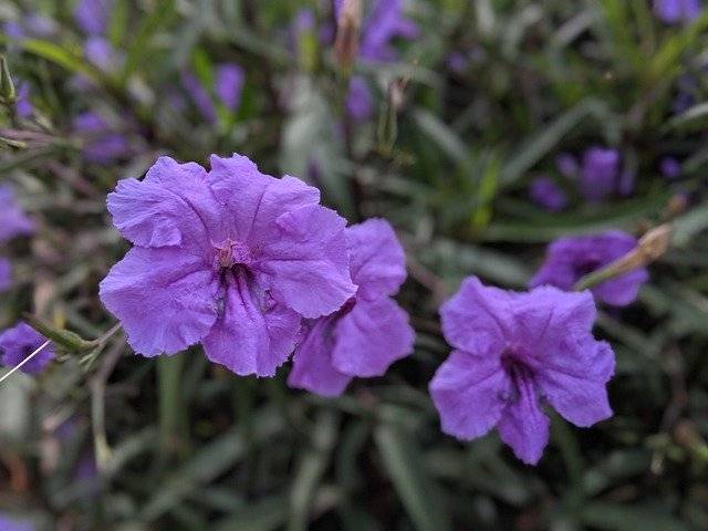 تنزيل المكسيكي Petunia Flower Blossom مجانًا - صورة مجانية أو صورة ليتم تحريرها باستخدام محرر الصور عبر الإنترنت GIMP