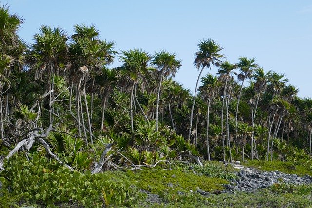 Free download mexico beach palm trees green free picture to be edited with GIMP free online image editor