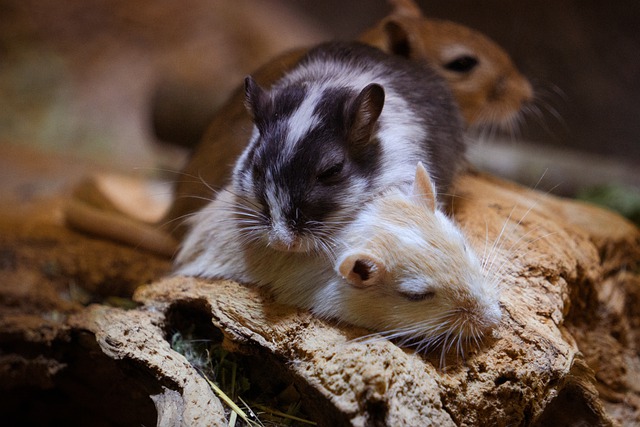 Free download mice gerbils animals sleeping free picture to be edited with GIMP free online image editor