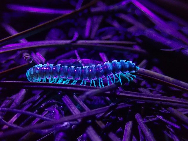 Free download Millipede Fluorescent Ultraviolet -  free photo or picture to be edited with GIMP online image editor