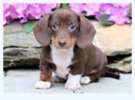 Free download Mini Dachshund Puppies For Sale free photo or picture to be edited with GIMP online image editor