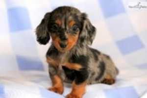 Free download Mini Dachshund Puppies free photo or picture to be edited with GIMP online image editor