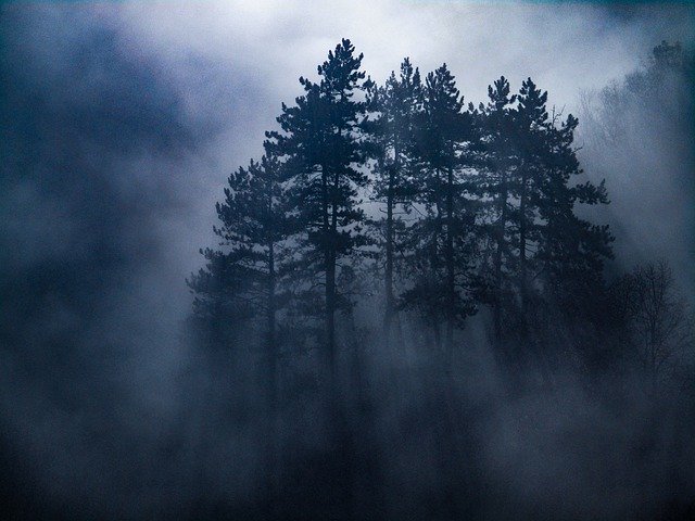 Unduh gratis Mist Morning Forest - foto atau gambar gratis untuk diedit dengan editor gambar online GIMP