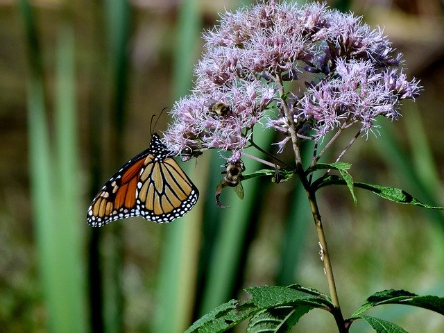 Free download monarch butterfly joe pye weed free picture to be edited with GIMP free online image editor