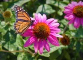 Free download Monarch Butterfly Landing on a Flower free photo or picture to be edited with GIMP online image editor