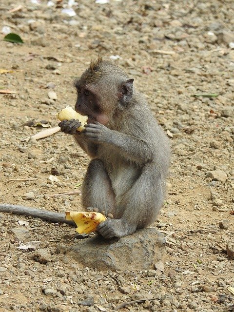 ดาวน์โหลดฟรี Monkey Äffchen Animal World - ภาพถ่ายหรือรูปภาพที่จะแก้ไขด้วยโปรแกรมแก้ไขรูปภาพออนไลน์ GIMP ได้ฟรี