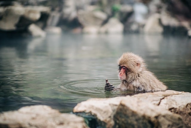 Téléchargement gratuit d'une image gratuite de singe primate singe lac bain neige à modifier avec l'éditeur d'images en ligne gratuit GIMP