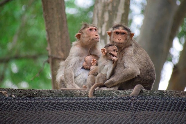 Unduh gratis Monkeys Monkey Family - foto atau gambar gratis untuk diedit dengan editor gambar online GIMP