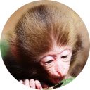 Monkey Wallpaper HD New Tab  screen for extension Chrome web store in OffiDocs Chromium