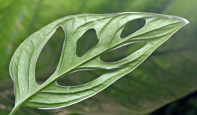 Free download monstera leaf nature plant foliage free picture to be edited with GIMP free online image editor