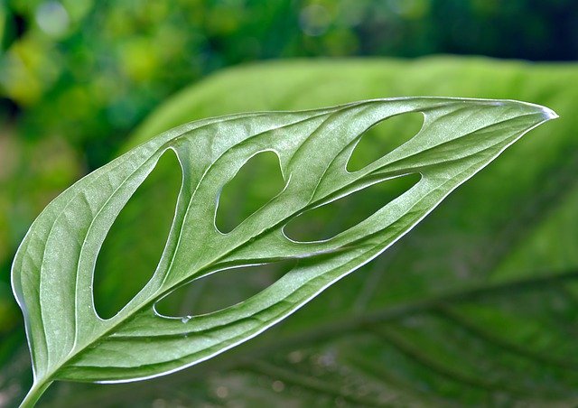 Free download monstera leaves plant green free picture to be edited with GIMP free online image editor