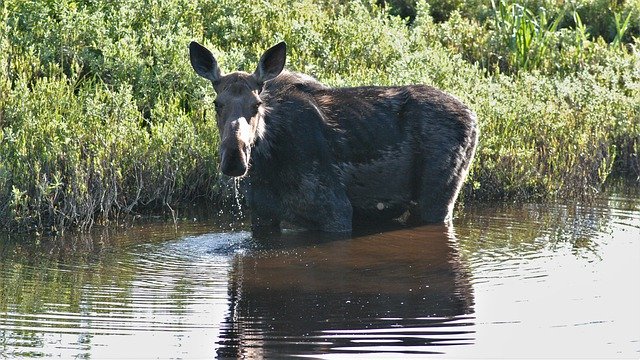 Free download moose wet eating wild and wet free picture to be edited with GIMP free online image editor