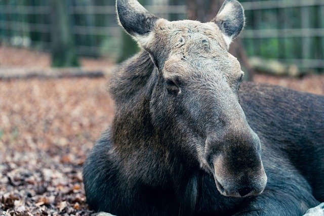 Free download moose wildlife species fauna free picture to be edited with GIMP free online image editor