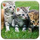 More Kittens  screen for extension Chrome web store in OffiDocs Chromium