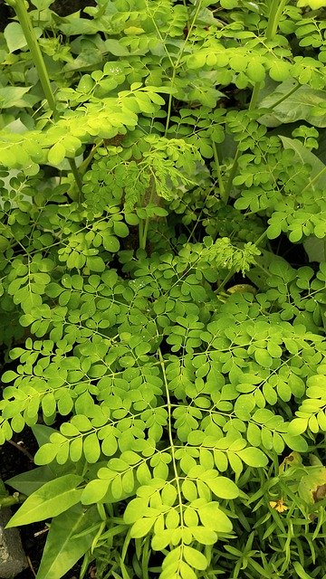 免费下载 Moringa Oleifera Drumstick - 可使用 GIMP 在线图像编辑器编辑的免费照片或图片