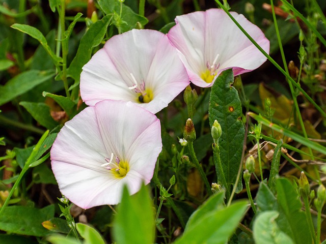 Free download morning glory gardens creepy grass free picture to be edited with GIMP free online image editor