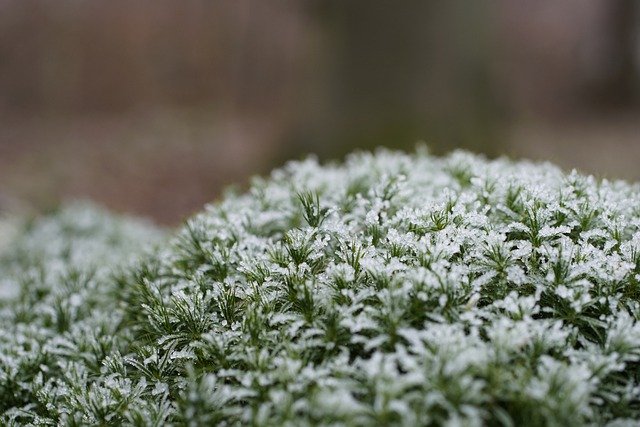 Free download moss frost plant polytrichum free picture to be edited with GIMP free online image editor