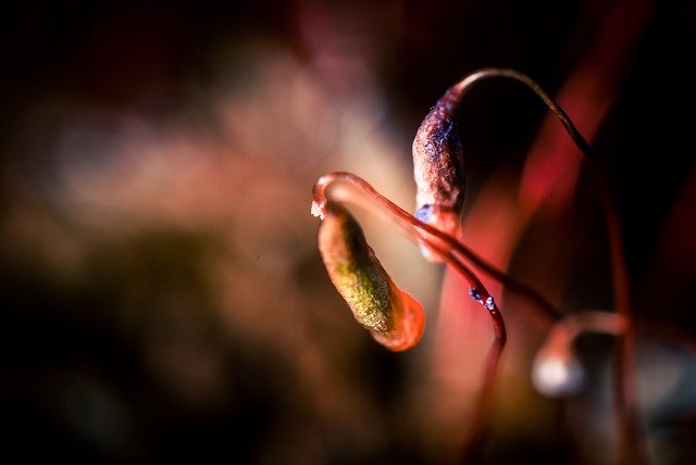 Free download moss fruit botany growth macro free picture to be edited with GIMP free online image editor