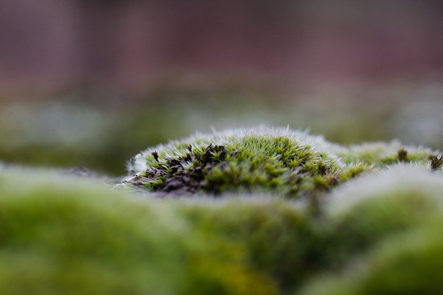 Free download moss greens macro nature forest free picture to be edited with GIMP free online image editor