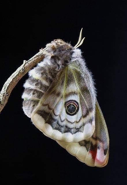 ດາວ​ໂຫຼດ​ຟຣີ Moth Emperor-Moth Female - ຮູບ​ພາບ​ຟຣີ​ຫຼື​ຮູບ​ພາບ​ທີ່​ຈະ​ໄດ້​ຮັບ​ການ​ແກ້​ໄຂ​ກັບ GIMP ອອນ​ໄລ​ນ​໌​ບັນ​ນາ​ທິ​ການ​ຮູບ​ພາບ