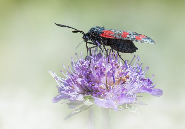 Free download moth insect free picture to be edited with GIMP free online image editor