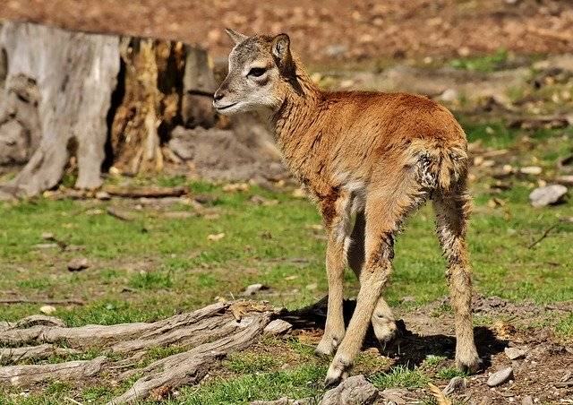 無料ダウンロードmoufloncubaries野生動物無料画像GIMP無料オンライン画像エディタで編集する