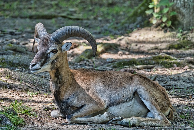 Libreng download mouflon sheep wild sheep animal libreng larawan na ie-edit gamit ang GIMP free online image editor