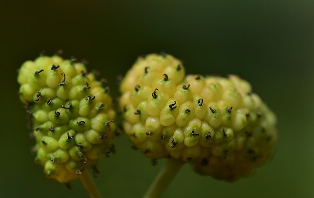 Free download mulberries white white mulberries free picture to be edited with GIMP free online image editor